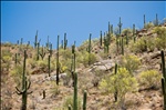 My wife pretending to be a saguaro